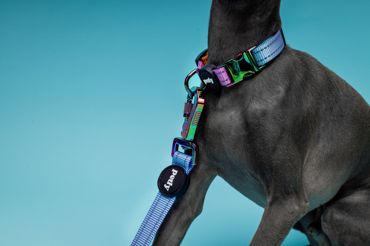 WANDER.WAG Collar