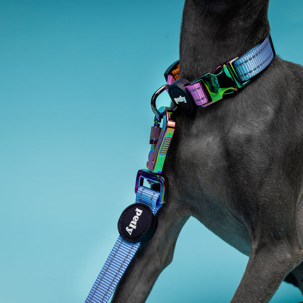 WANDER.WAG Collar